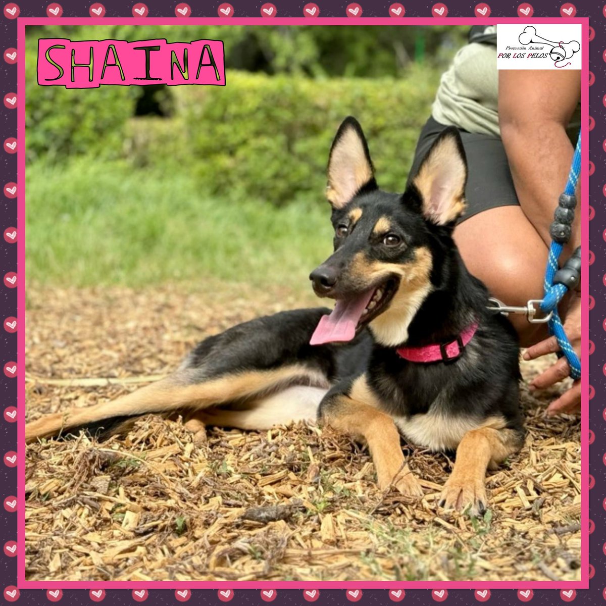 𝐏𝐎𝐑 𝐋𝐎𝐒 𝐏𝐄𝐋𝐎𝐒 tweet media