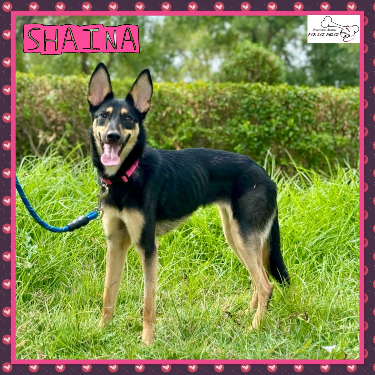 𝐏𝐎𝐑 𝐋𝐎𝐒 𝐏𝐄𝐋𝐎𝐒 tweet media