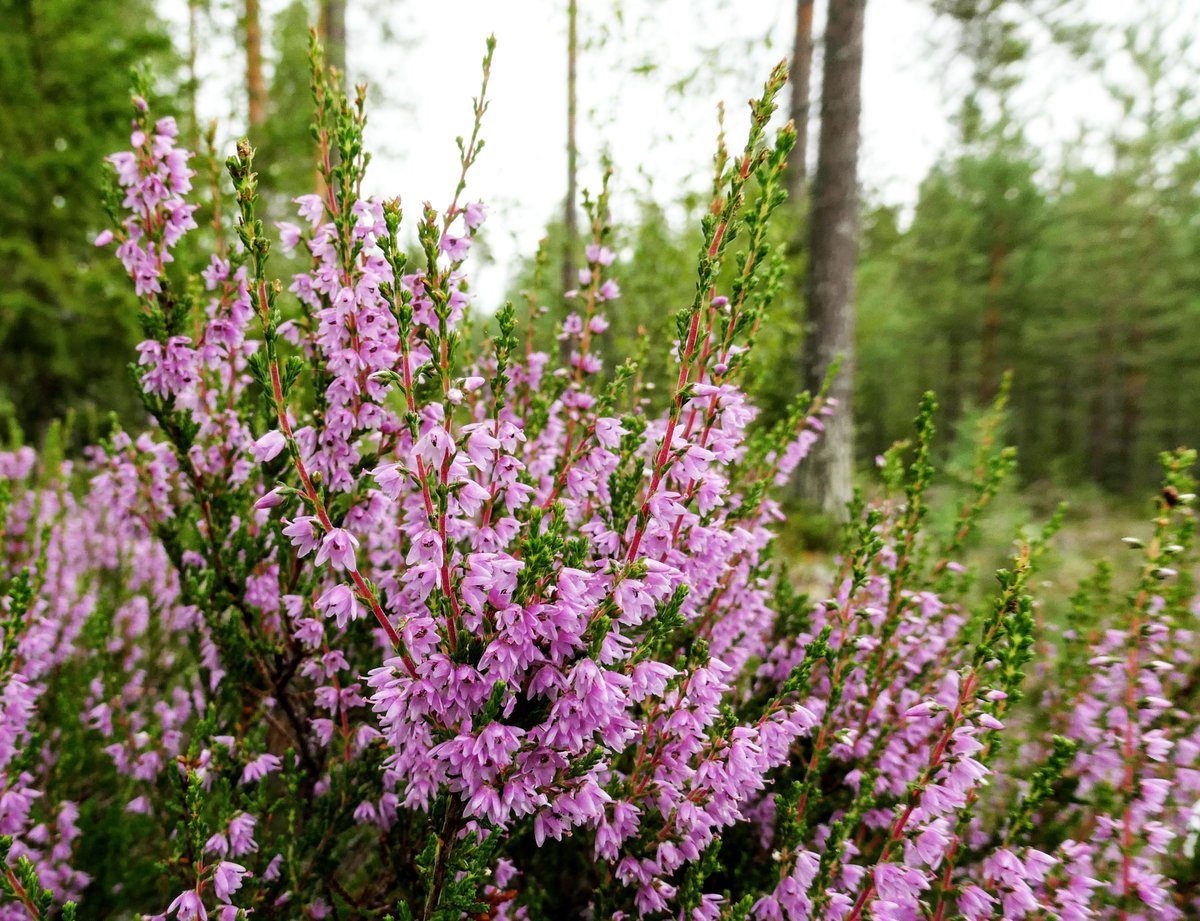 Kainuunliitto's tweet photo. Hyvää Kanervan päivää!

Sunnuntaina 18.8. juhlitaan Kainuuta Hyrynsalmella. Maakuntajuhla on kaikille avoin. Juhlakahvit tarjoillaan klo 12  alkaen ja juhla alkaa klo 13 yhtenäiskoululla. 

https://t.co/KF3AjaLsum

Lämpimästi tervetuloa! https://t.co/HWELYscRrD