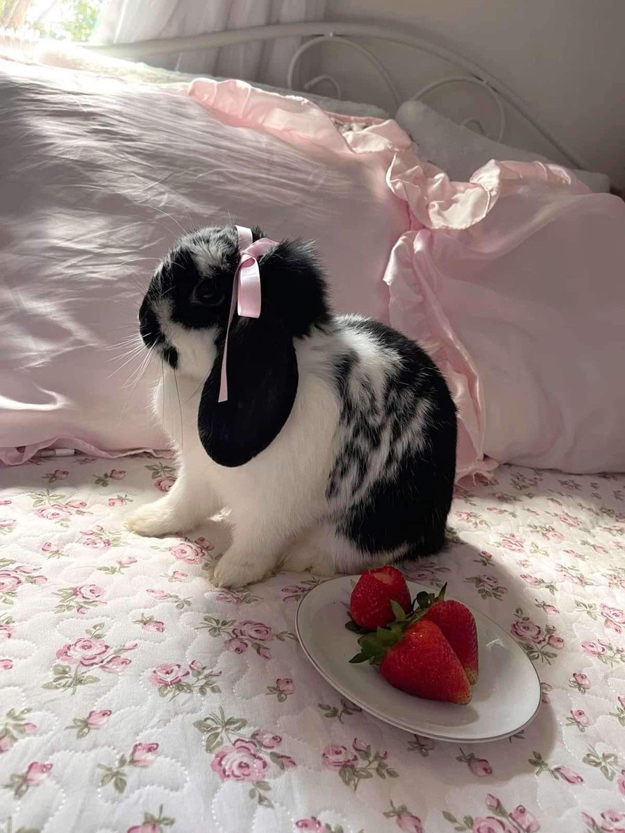 bunnies with bows (@bunnieswbows) on Twitter photo 