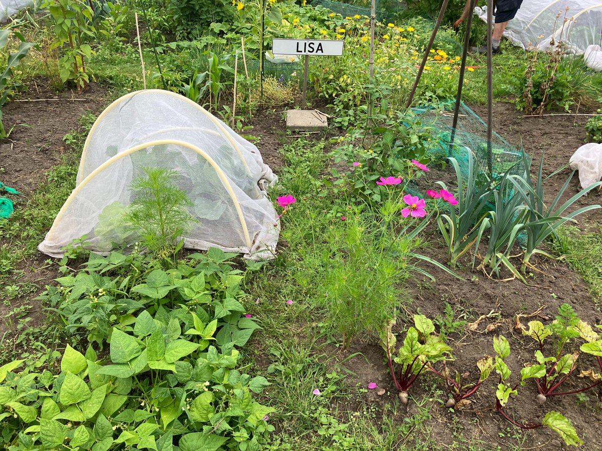 KindertuinDelft's tweet photo. Week 19 op de Kindertuinen Delft. #kindertuinendelft #delft #moestuinieren #moestuin #alliantieschooltuinen https://t.co/uLyiXyFG7h