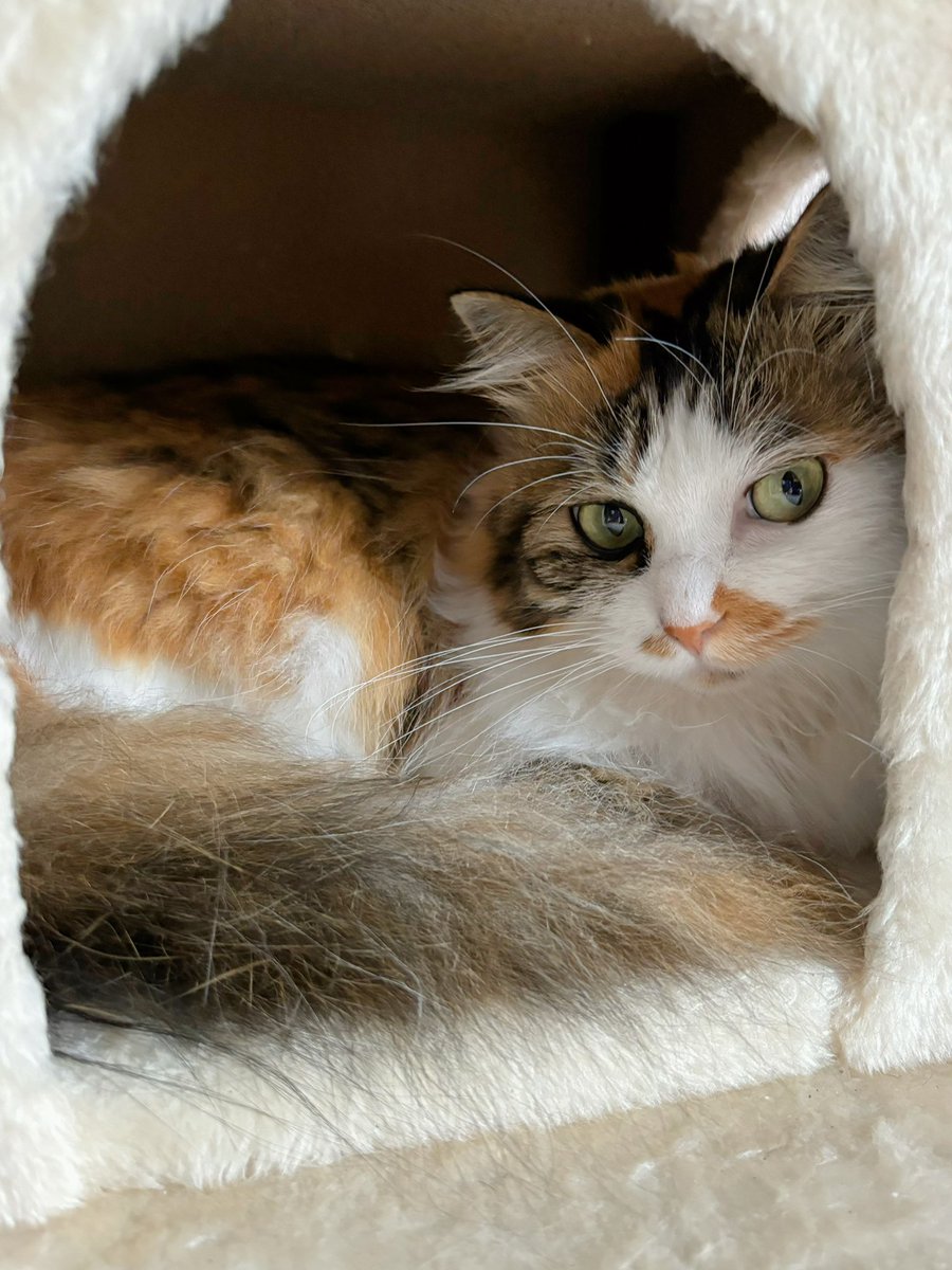 neko_tietie's tweet photo. 初めまして🐈
三毛猫、テェテェですニャ
X初心者ニャ 
よろしくお願いしますニャ https://t.co/YSBauVZk8i