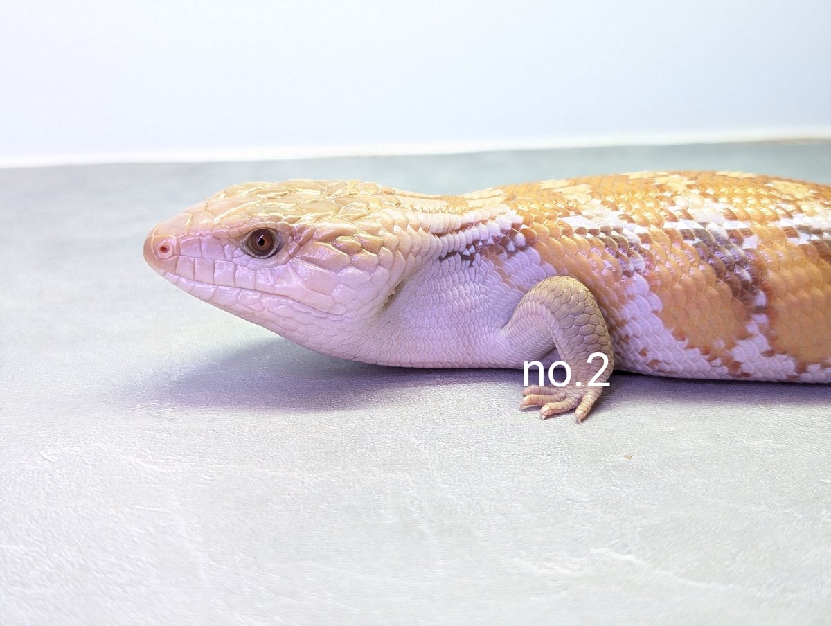 かわいいキタアオジタいっぱい連れていきまーす