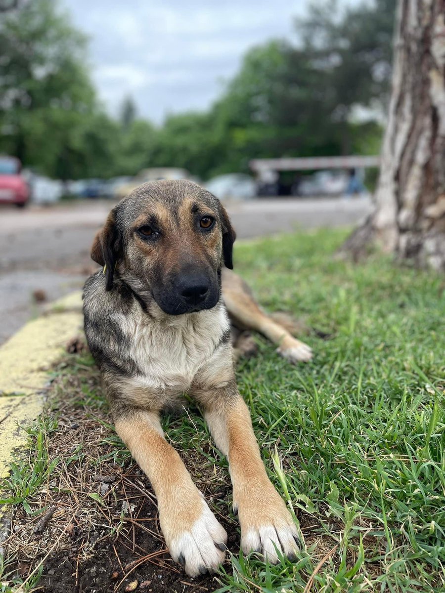 Young Freya needs a home asap! She has less than 1,5 months where she currently is so please if you can, share or apply to adopt an active and social girl! ❤️🐾