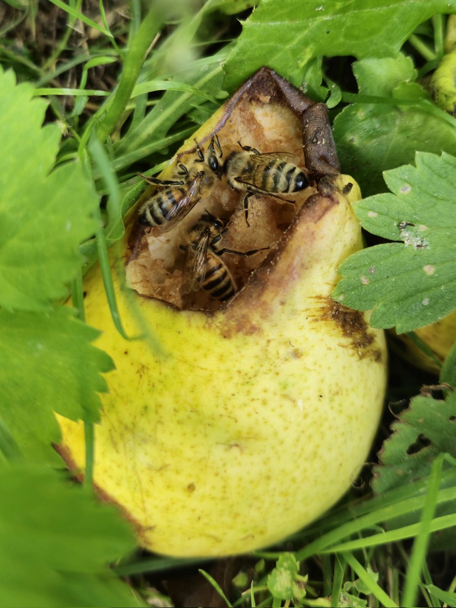 Āboli un bumbieri dārzā ir forši līdz brīdim, kad to ir par daudz un tie jālasa pa zemi kopā ar bitēm un lapsenēm.