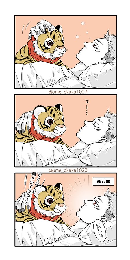 ume_okaka1023's tweet photo. 多分🧲双子の世界線
寝起きのいい方と悪い方の宿虎
一緒に生まれた兄弟達とくっついて寝る動物感ある🐯🐯

朝強い方はもっと早く起きてランニングしてそうだけど、とりあえず🍳
トラぬいは🌹ちゃんがくれました（2体） https://t.co/EQ8ggVK0Kk