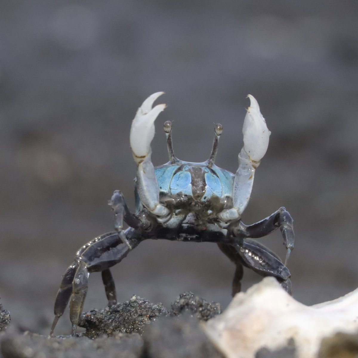 こんばんは。意外とうまく撮れないチゴガニのウェービングです。東京湾周辺にて。
Ilyoplax pusilla dancing in Tokyo Bay. #crab #カニ #生き物