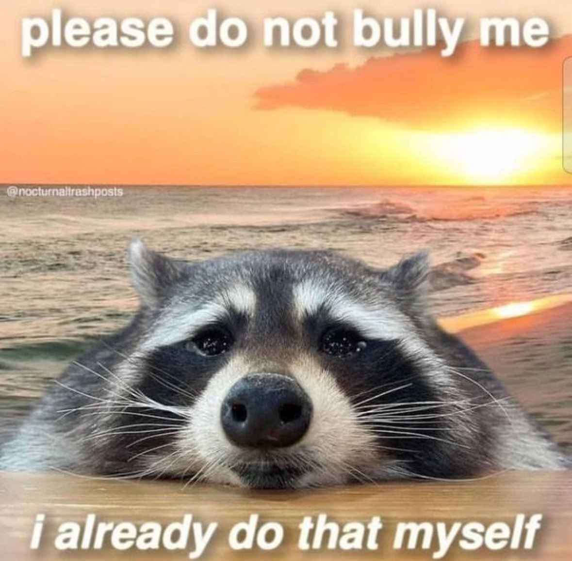 raccoon aesthetic. (@raccoonesthetic) on Twitter photo 