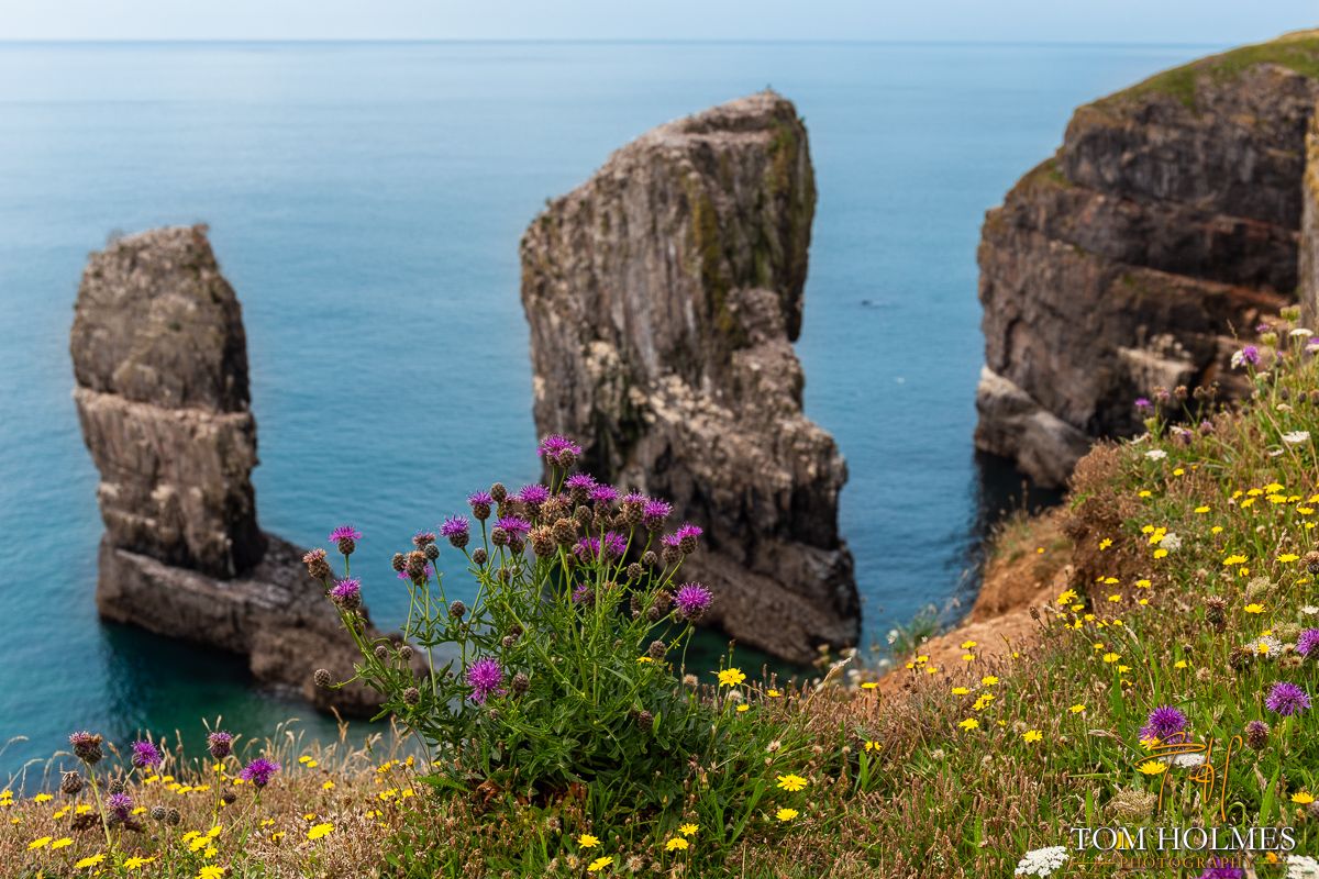 "Elegug Stacks"
The Elegug Stacks are striking sea stacks located on the Pembrokeshire coast in Wales, near the village of Bosherston. These towering limestone pillars rise dramatically from the sea, carved by centuries of wave action. 

© Tom Holmes / buff.ly/2q2s0de