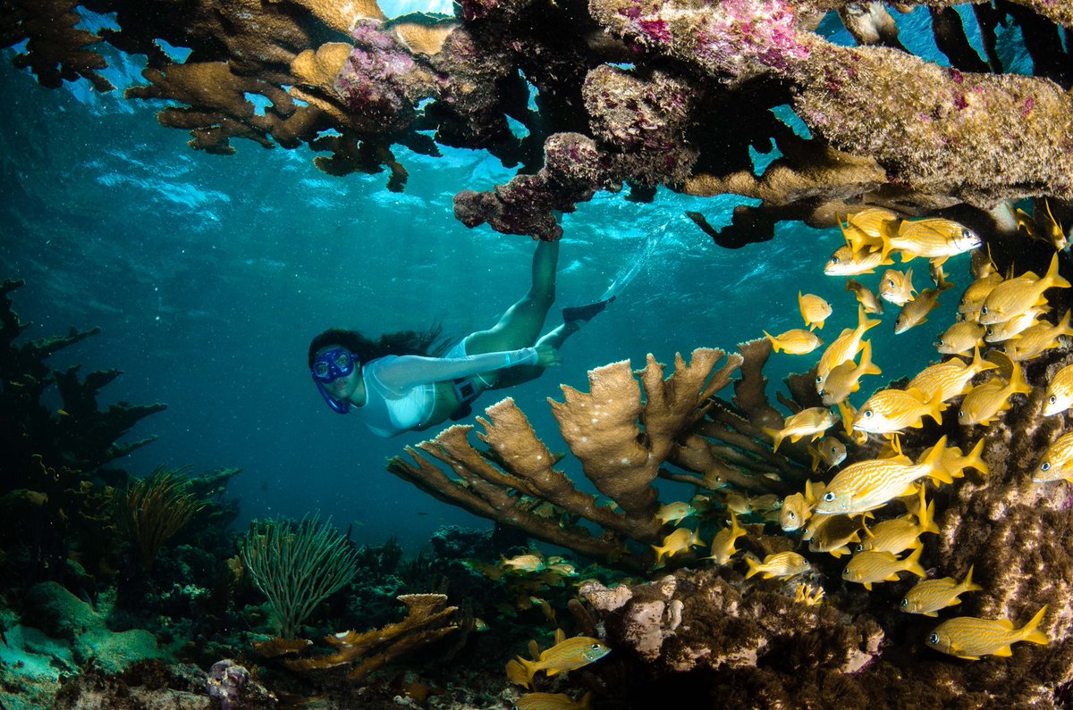 🤿 Descubre el mundo submarino de #Varadero. 
¡Un paraíso de colores!🐟✨
 #VaraderoTravel #CubaUnica #Matanzas #ModoVerano