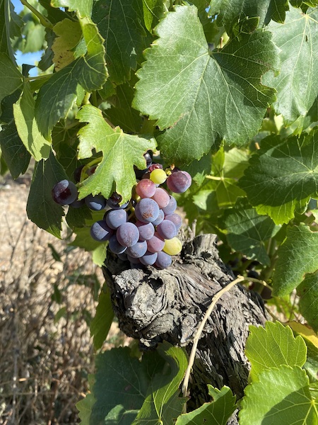 pentelines's tweet photo. 🍇Les Raisins arrivent à maturité 🍇

Vignes en pleine effervescence, grappes qui révélent tout leur potentiel, maturation en cours, concentration des arômes, saveurs prometteuses.
#Vendanges2024 @vins_rhone  @cotesdurhone_uk @rhone_weine #cotesdurhonevillagesgadagne #vinbio https://t.co/v7VkxmV0Wp
