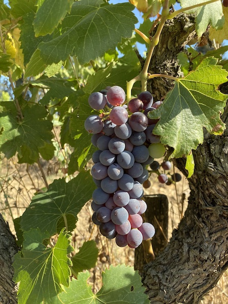 pentelines's tweet photo. 🍇Les Raisins arrivent à maturité 🍇

Vignes en pleine effervescence, grappes qui révélent tout leur potentiel, maturation en cours, concentration des arômes, saveurs prometteuses.
#Vendanges2024 @vins_rhone  @cotesdurhone_uk @rhone_weine #cotesdurhonevillagesgadagne #vinbio https://t.co/v7VkxmV0Wp