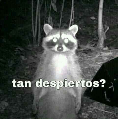 yo en el grupo de los panas a las 3 de la mañana