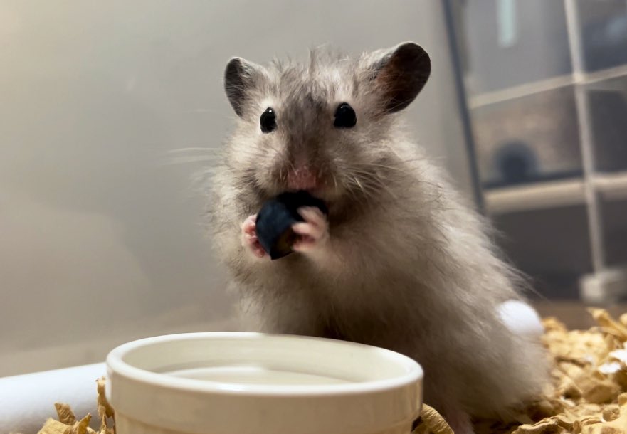 hamhamLov's tweet photo. ペットショップで「金かからんハムスターなら飼えるで」って言うてる親子連れを見かけたら「ハムスターって意外とお金かかるよねぇ〜もう何万も使ったわ〜！！繊細な生き物飼うのってたいへーん！！」ってクソデカボイスで呟く活動をしています。

金かからん生き物なんておらん。
命だいじに。 https://t.co/sYQk6AhO4l