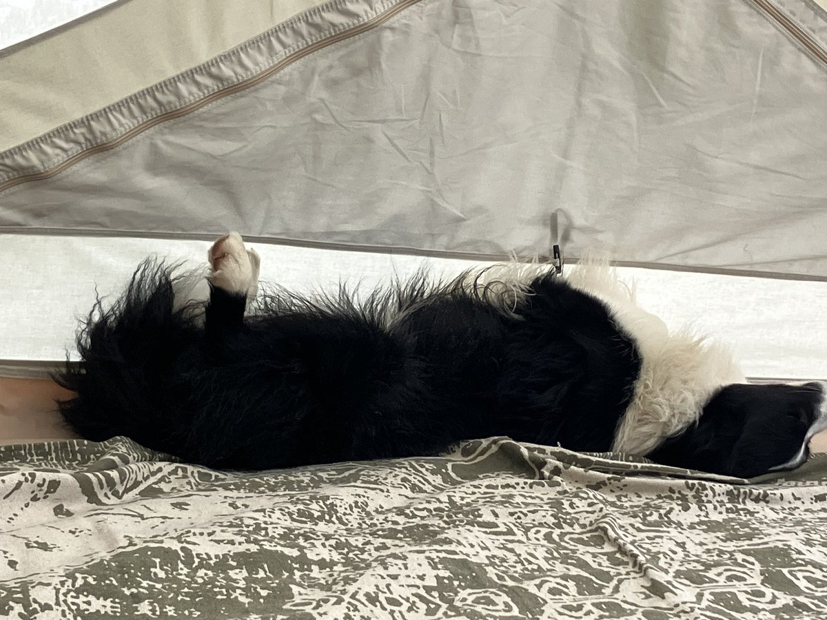 Slapende hond… lief hè? Dex heet hij. Hij heeft t heet. Denk ik..