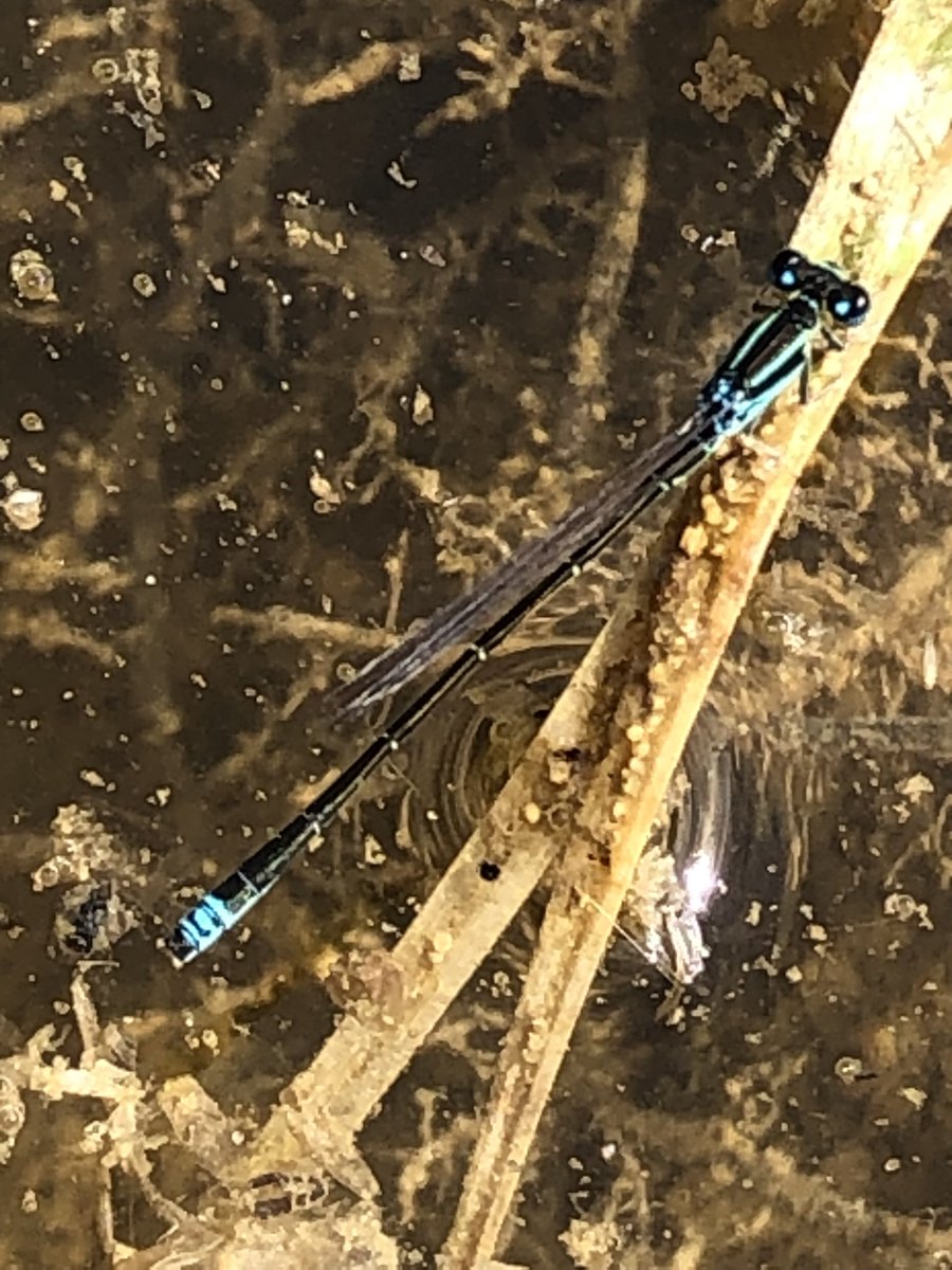 julian russell tweet media