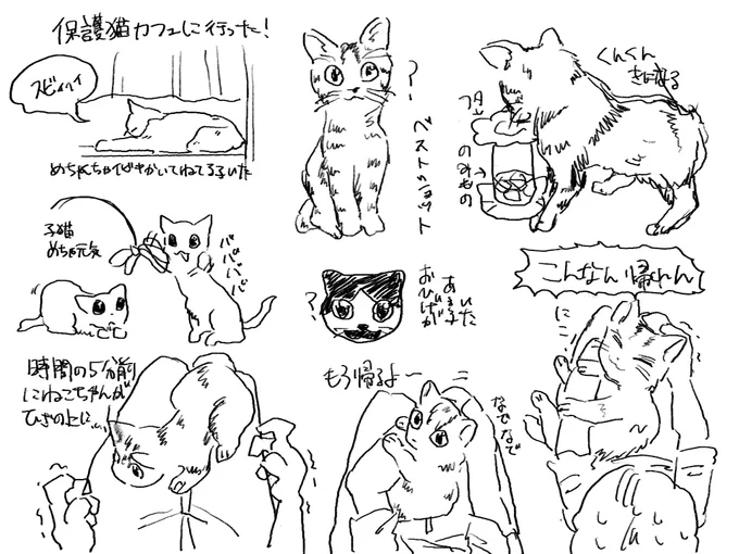 保護猫カフェに行った 