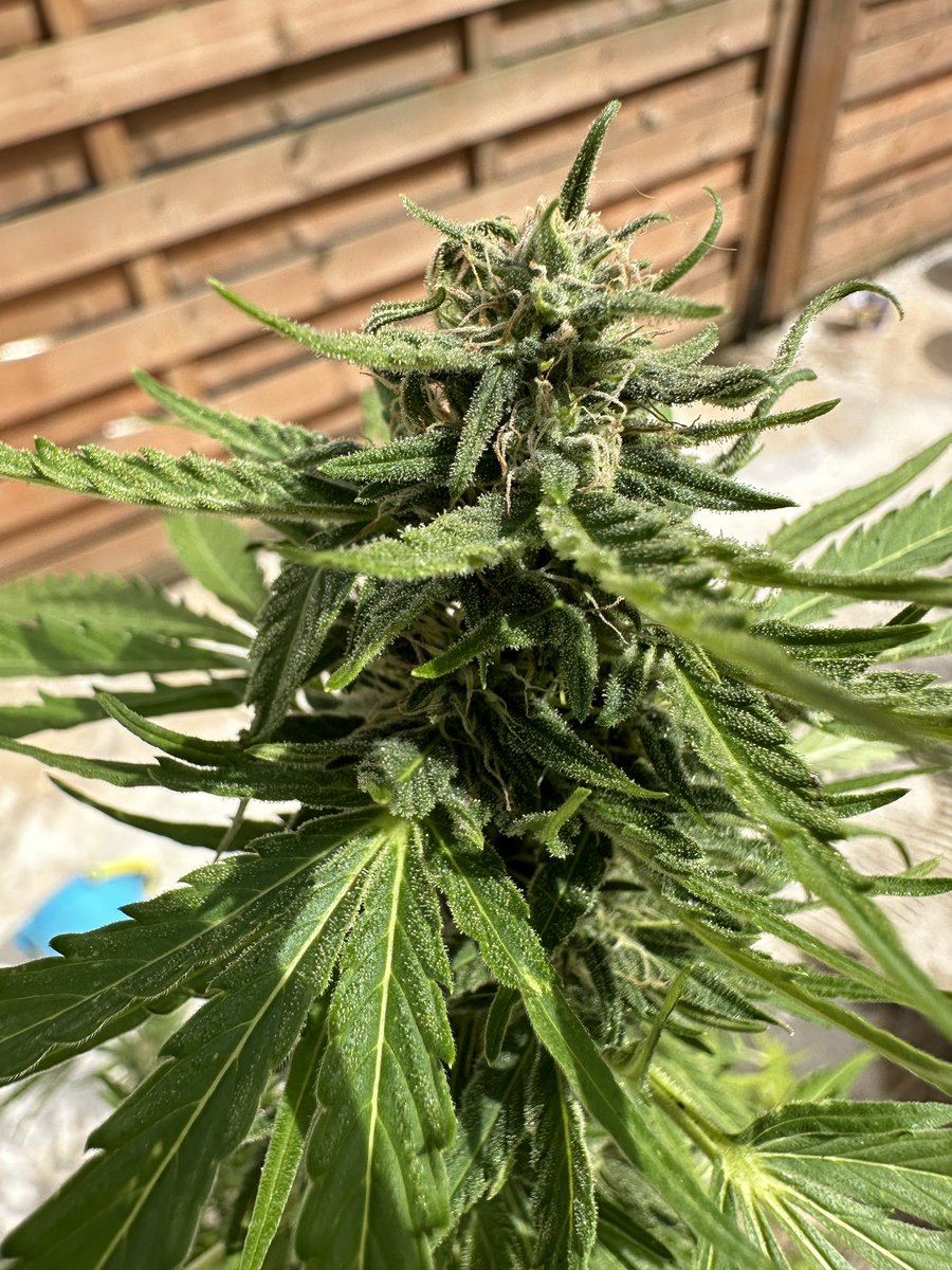 Moin, kenne mich nicht wirklich aus. War jetzt drei Tage nicht da und hatte auch niemanden der meine Pflanzen gießen konnte. Sehen die noch gut aus unf kann ich sie schon Ernten?