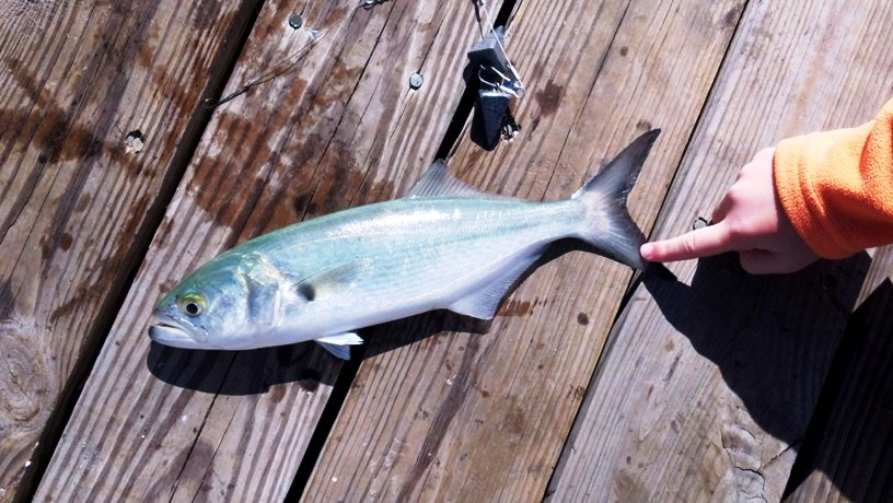 jennettespierob's tweet photo. #SPANISH_MACKEREL and the #BLUEFISH and #PIGFISH are biting. Ocean water temp 73 degrees with small surf rolling in. Winds N at 5 knots. Low tides 8:47 a.m. and 10:03 p.m. High tide 3:24 p.m. https://t.co/gz9fjgzCwp