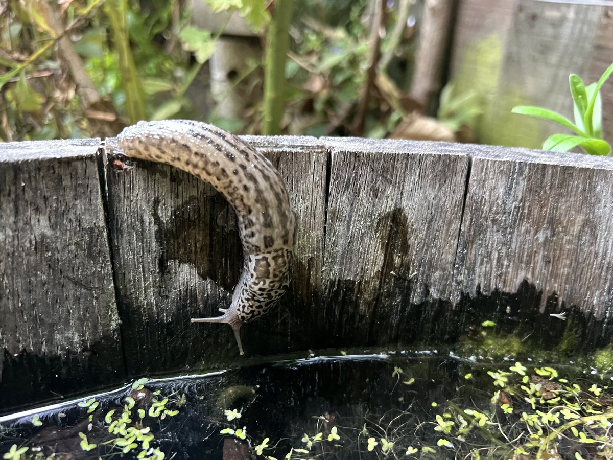 Good afternoon, the leopard slugs are back in my garden and I couldn’t be happier (here’s a piece I wrote about their sexy times for <a href="/NaturalNav/">Tristan Gooley 🌳</a> naturalnavigator.com/news/2024/06/t…)