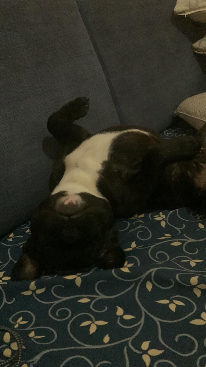 cdcyoquese85's tweet photo. un año desde que me lo robaron:
la última foto es por si alguien ve a algún bulldog negro con pelo blanco hasta la mitad de la nuca..
lo q lo echo de menos..😑 https://t.co/h8RX62m0mf