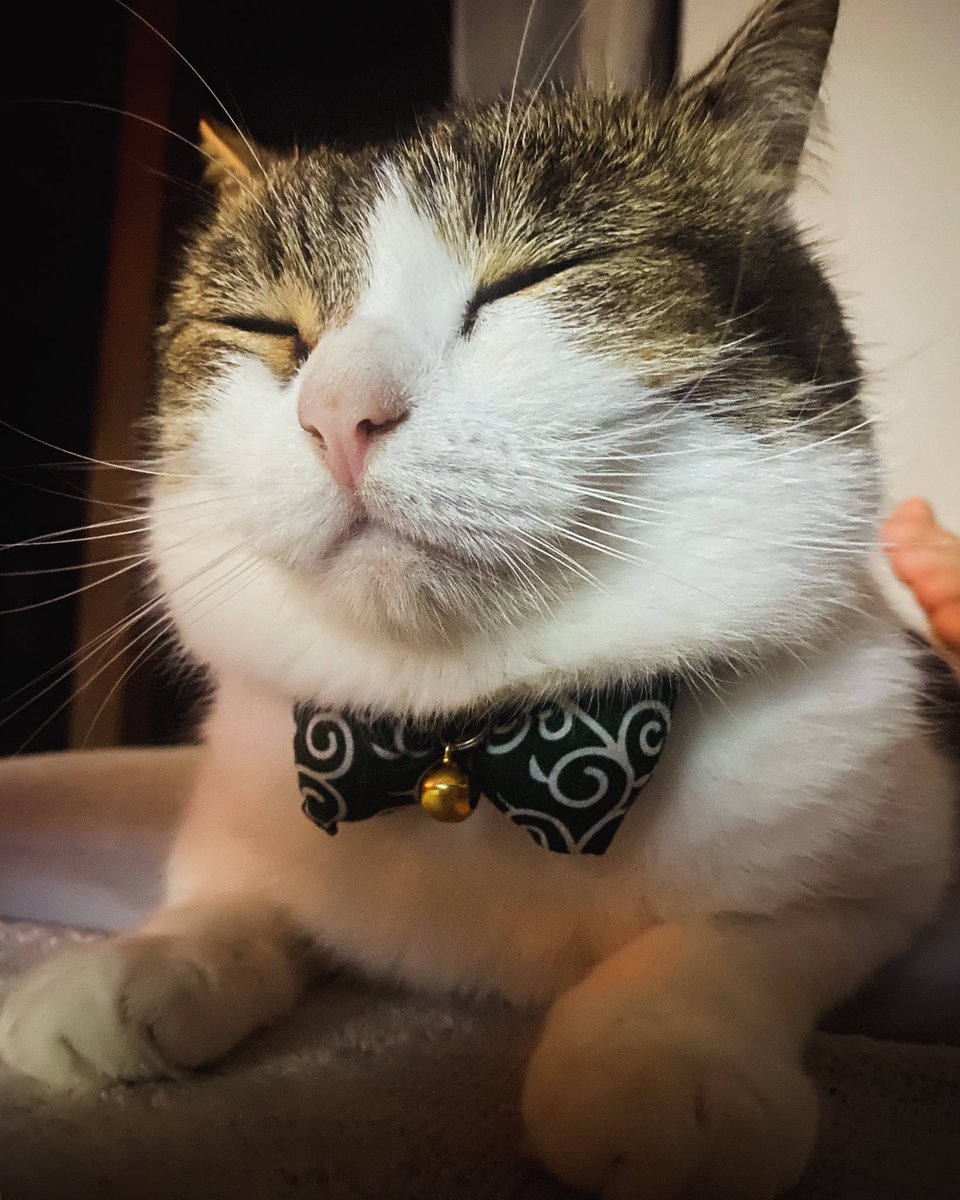 パパのいびきはオイラの子守唄にゃり😼おやすみにゃん
Good night🌙Buenas noches😽Selamat malam🌉晚安😸ราตรีสวัสดิ์🌛