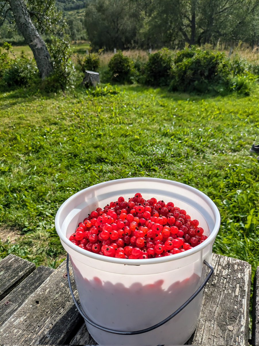 terjehaakstad's tweet photo. Handleliste: vaniljesaus. Aldri før har jeg plukket #rips i bar overkropp og 26 grader. #Tjeldøya #Norway #currants https://t.co/sgR6yykJU6