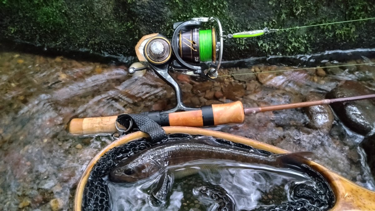 fujihir16395883's tweet photo. 久々にこの区間を釣った
大きいのはスレてる感じで釣れず
釣れるのはチビばかり😵‍💫
#イワナ
#palms
#egeria
#thumbshad
#smith
#dcompact
#daiwa
#caldia
#slpworks https://t.co/aWmpSIM7Kr