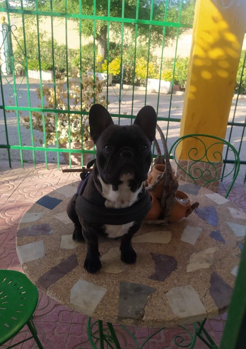 cdcyoquese85's tweet photo. un año desde que me lo robaron:
la última foto es por si alguien ve a algún bulldog negro con pelo blanco hasta la mitad de la nuca..
lo q lo echo de menos..😑 https://t.co/h8RX62m0mf