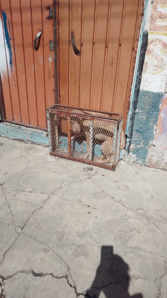 carlosmartinh's tweet photo. #MaltratoAnimal 
#ReporteCiudadanoAsiSucede 
😡"Los vecinos pedimos se haga algo, vean en las condiciones que tienen a este perrito, se la pasa ladrando todas las noches".

Se encuentra en la 24 sur y Juan Pablo ll. #Puebla 
Es una talacheria o taller
@IBAGobPue https://t.co/54HSBMehtz