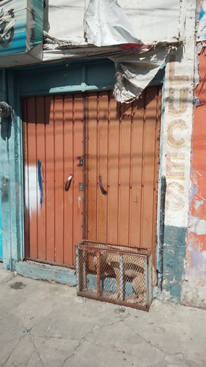 carlosmartinh's tweet photo. #MaltratoAnimal 
#ReporteCiudadanoAsiSucede 
😡"Los vecinos pedimos se haga algo, vean en las condiciones que tienen a este perrito, se la pasa ladrando todas las noches".

Se encuentra en la 24 sur y Juan Pablo ll. #Puebla 
Es una talacheria o taller
@IBAGobPue https://t.co/54HSBMehtz