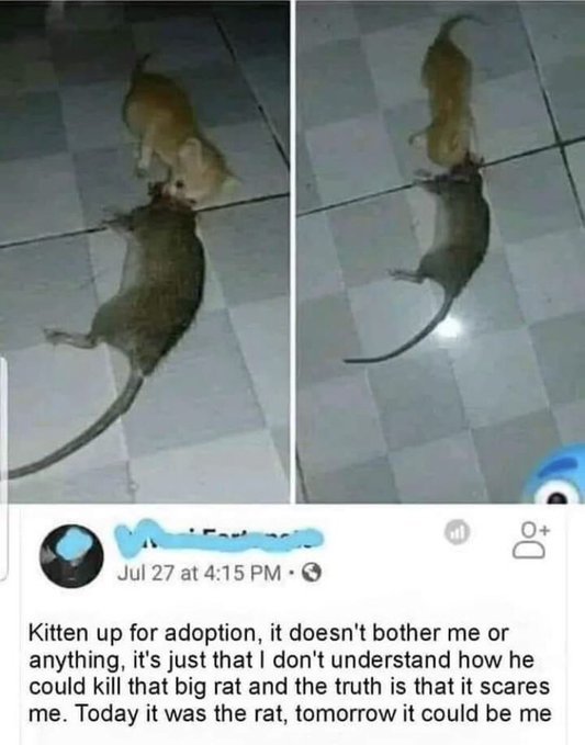 mischiefanimals's tweet image. good morning