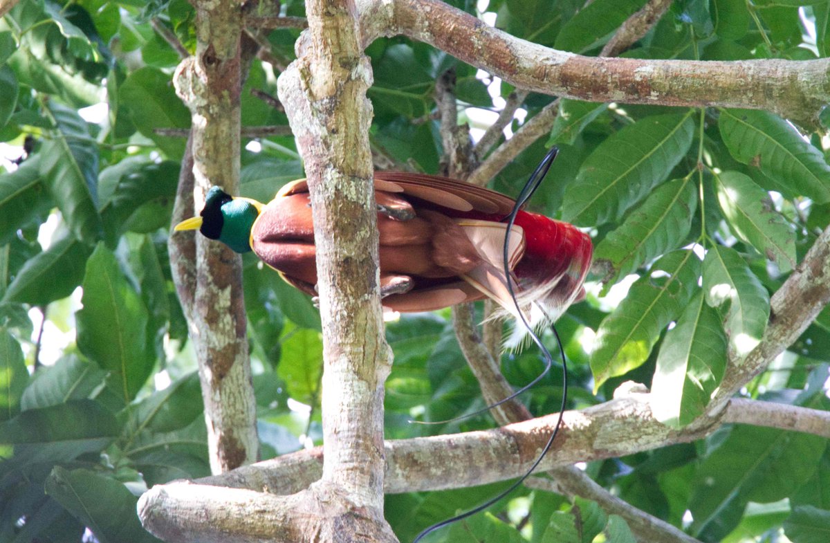 Red Bird of Paradise on Gam Island, Indonesia this afternoon. What a bird, and showing well after a tense wait .