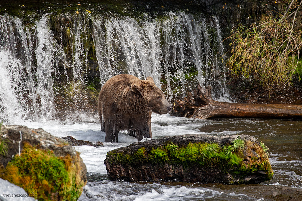 TimesWilderness's tweet photo. "Katmai National Park in Alaska is one of the best places in the world to watch brown bears in their natural habitat." - @TheVanEscape1 

#katmai #Alaska #brooksfalls #bearviewing #homer https://t.co/WhSarO8DaD