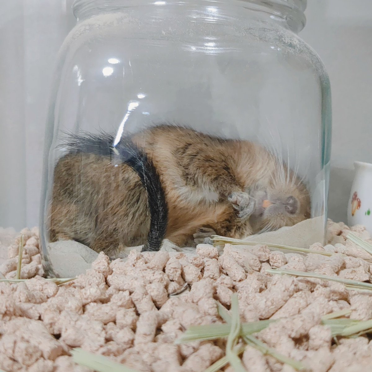 砂浴び用のビンの中でお休み中のデグちゃん🐭
 リラックスしてる姿が見れて嬉しい(^^)
 #デグー #degu