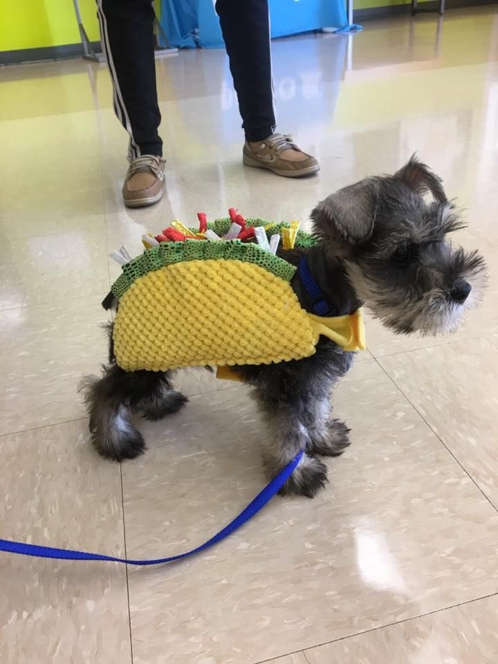 🌮