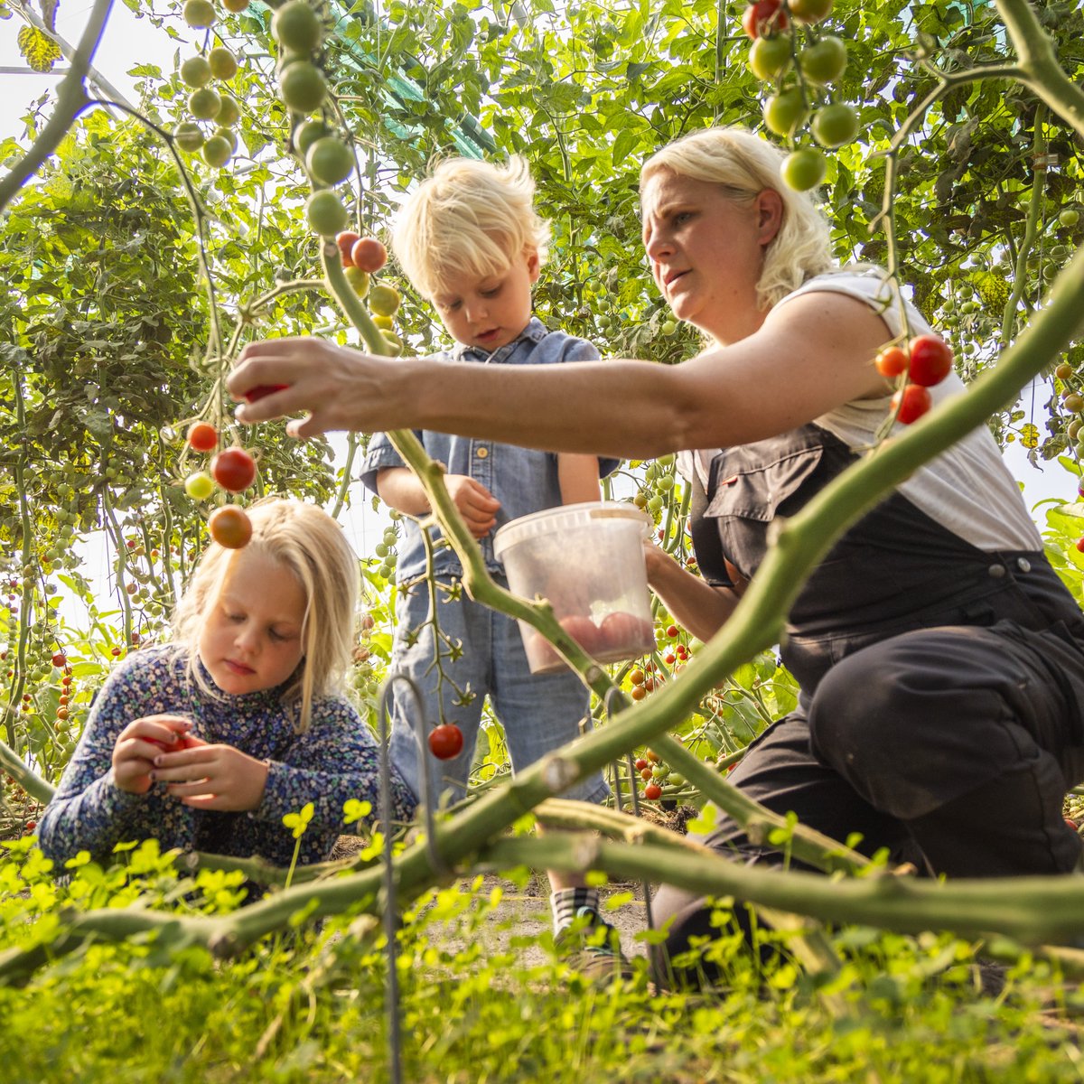 Herenboeren Duinstreek 💚👩‍🌾 zit in haar derde oogstseizoen en heeft al veel bereikt! In dit filmpje leidt mede-oprichter Zaza Versteeg trots de filmploeg 📽 van de lokale RTV80  rond op de boerderij. Kijk je mee? 📷 youtu.be/snpGA0KK7Ac

Ook rden? Check herenboeren.nl/word-lid