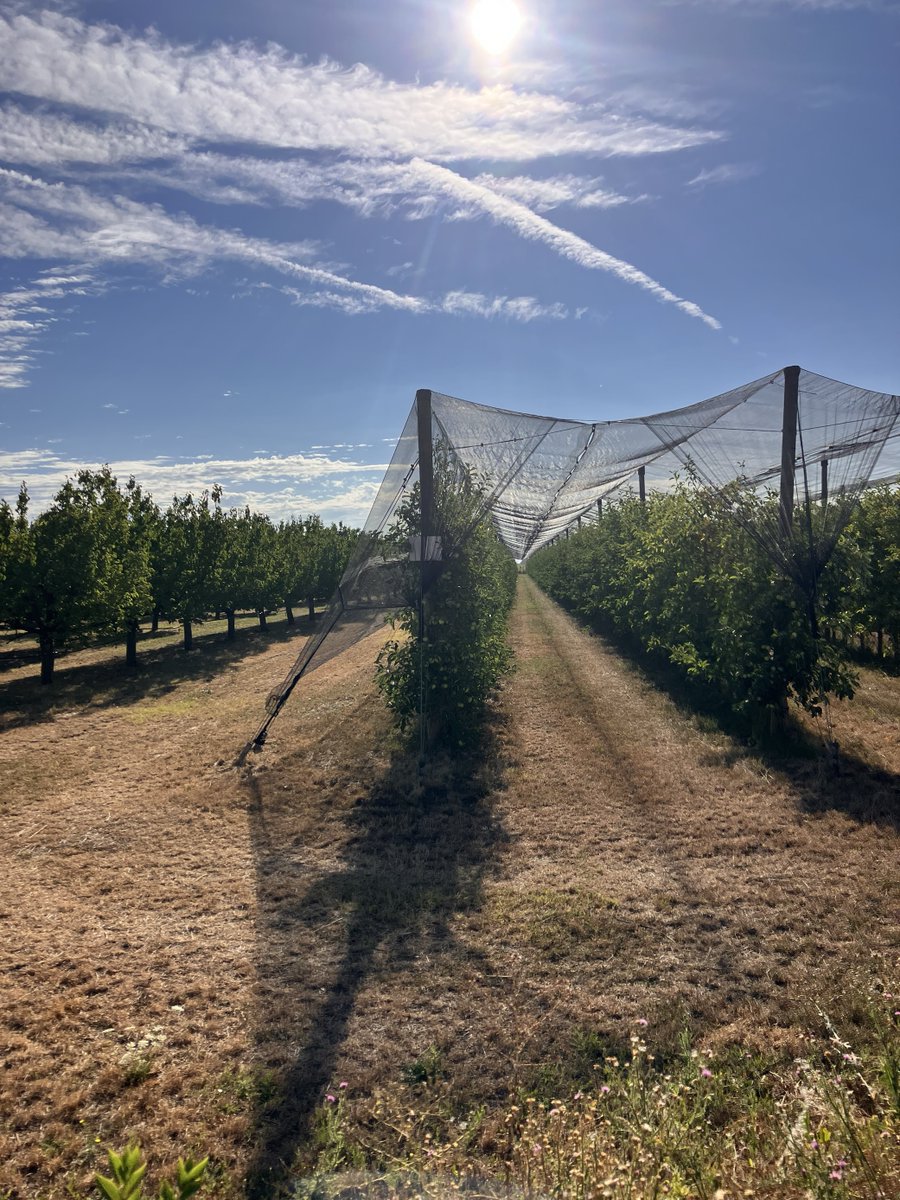 DunavNET's tweet image. The heat is on, but so is #irrigNET! We&apos;re working hard to equip Senta&apos;s farmers with this smart digital solution for irrigation, helping them combat the drought and secure their harvests. 🚜📷 #PSSSenta #Fondzainovacionudelatnost #IoT #GovTechProgram #SmartIrrigation