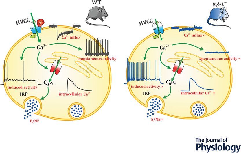 Geisler, <a href="/Noelia_JacoboP/">Noelia Jacobo Piqueras</a>, Theiner, <a href="/vimast86/">Vincenzo Mastrolia</a>, Ebner, <a href="/PTuluc/">Petronel Tuluc</a> (<a href="/uniinnsbruck/">@uniinnsbruck@social.uibk.ac.at</a>), <a href="/M_M_O_92/">Matteo Maria Ottaviani</a>, Guarina, Carbone (<a href="/unito/">Università di Torino</a>) and <a href="/jerriska_gerald/">...</a> (@KLKrems) examine how deleting the α2δ-1 calcium channel subunit increases excitability of mouse chromaffin cells!
📜buff.ly/4fHIonI