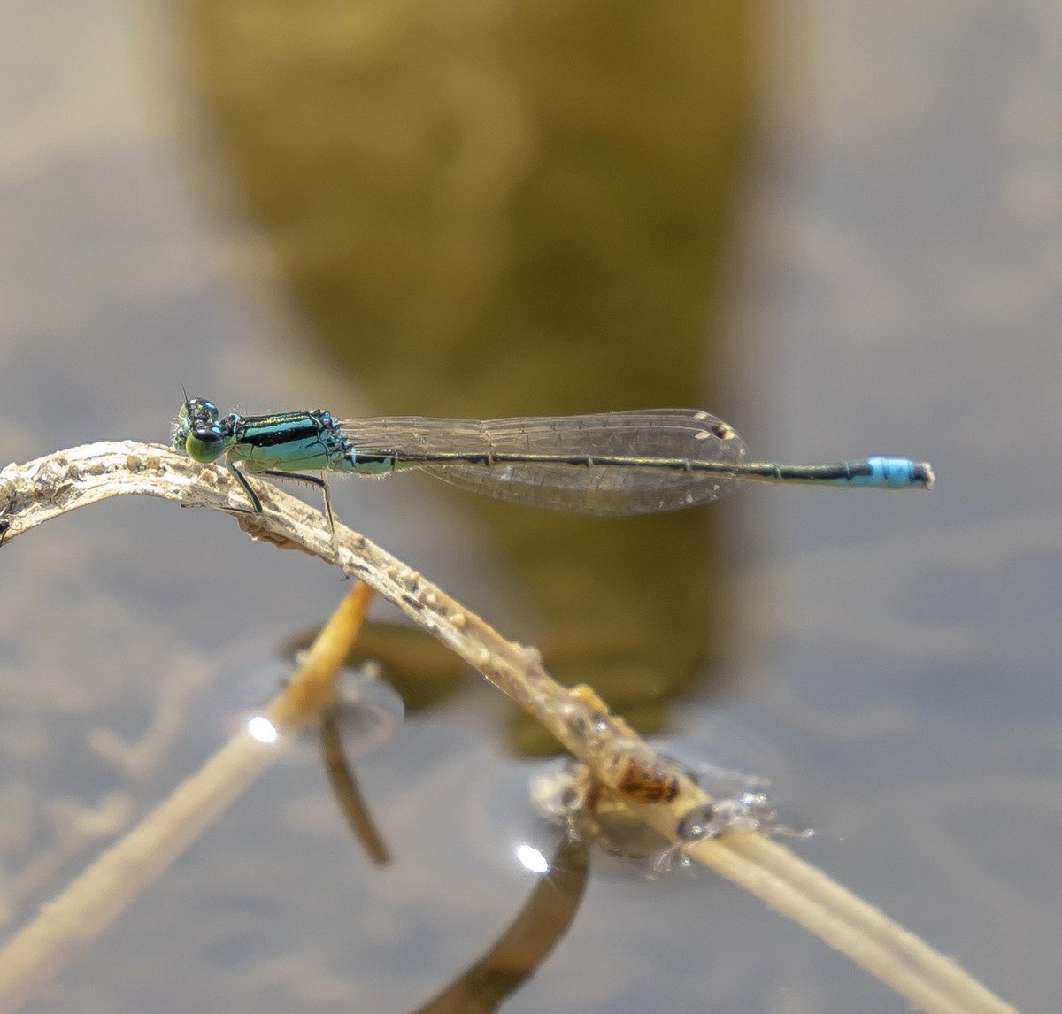 stevereynaert's tweet photo. Had to go back this morning to @Sandwichbirdobs to attempt to get some better photos of the Scarce Blue-tailed Damselfly - Ischnura pumilio. Much better images achieved 
@MarcHeathym007 @BDSdragonflies @flygirlNHM @amjlip @mothyflowergirl https://t.co/9GzKlEKHPH