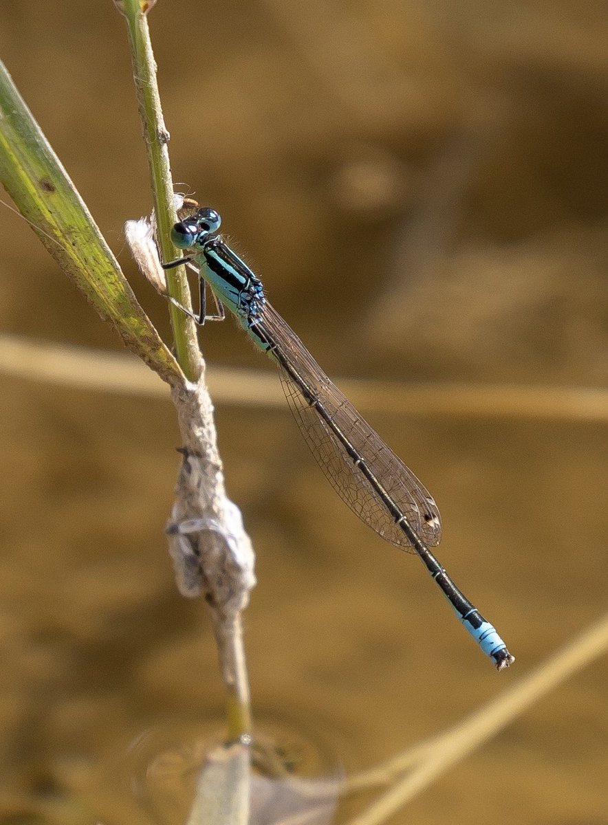 stevereynaert's tweet photo. Had to go back this morning to @Sandwichbirdobs to attempt to get some better photos of the Scarce Blue-tailed Damselfly - Ischnura pumilio. Much better images achieved 
@MarcHeathym007 @BDSdragonflies @flygirlNHM @amjlip @mothyflowergirl https://t.co/9GzKlEKHPH