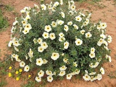 moraismario61's tweet image. Chanana, ou Xanana, Boa noite, Flor-do-Guarujá...
(Tumera subulata)  #Brasil 🇧🇷
#Amazonia #Caatinga #Cerrado 
#FlowersOnX  #wednesdaythought