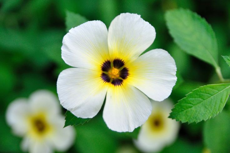 moraismario61's tweet image. Chanana, ou Xanana, Boa noite, Flor-do-Guarujá...
(Tumera subulata)  #Brasil 🇧🇷
#Amazonia #Caatinga #Cerrado 
#FlowersOnX  #wednesdaythought