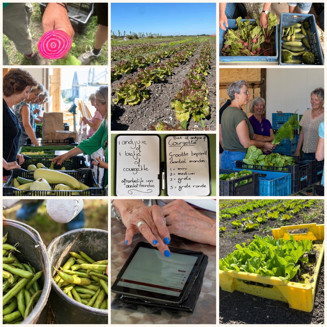 Deze zomer de #eerste #oogst op de nieuwe Herenboerderij bij Beverwijk, Herenboeren Rorik! 🥳😋 Zo bijzonder, de eerste courgettes, tuinbonen, bietjes, venkel en sla! Kom jij uit de buurt van Beverwijk en wil je elke week (h)eerlijk en vers eten? Check rorik.herenboeren.nl