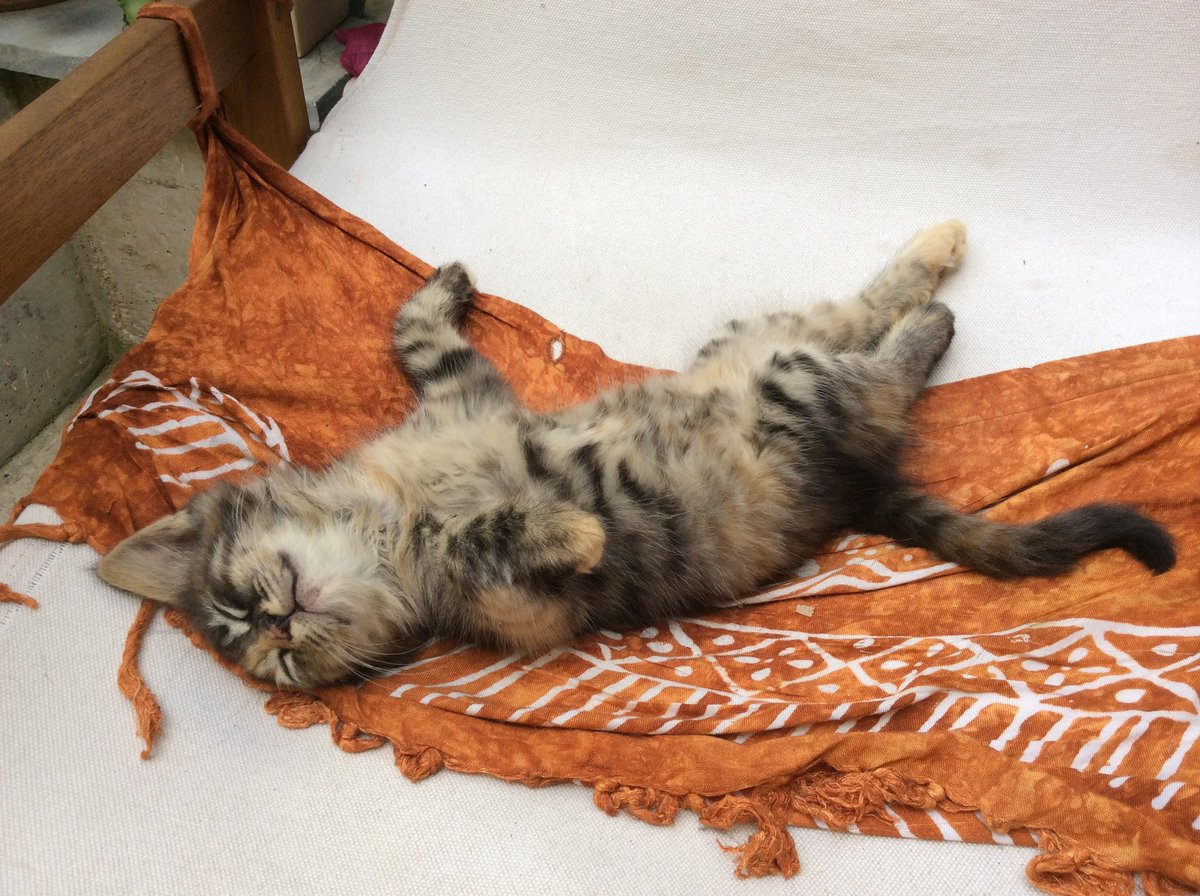 Είπα τώρα στη σύντροφο ότι είδα να κάνουν ΚΑΡΠΑ σε σκύλους και γάτες, και μου θύμισε ότι όταν γεννήθηκε η Κοπέλαμου δεν ανέπνεε, και της έκανε το ίδιο. Πράγματι, το είχα ξεχάσει.