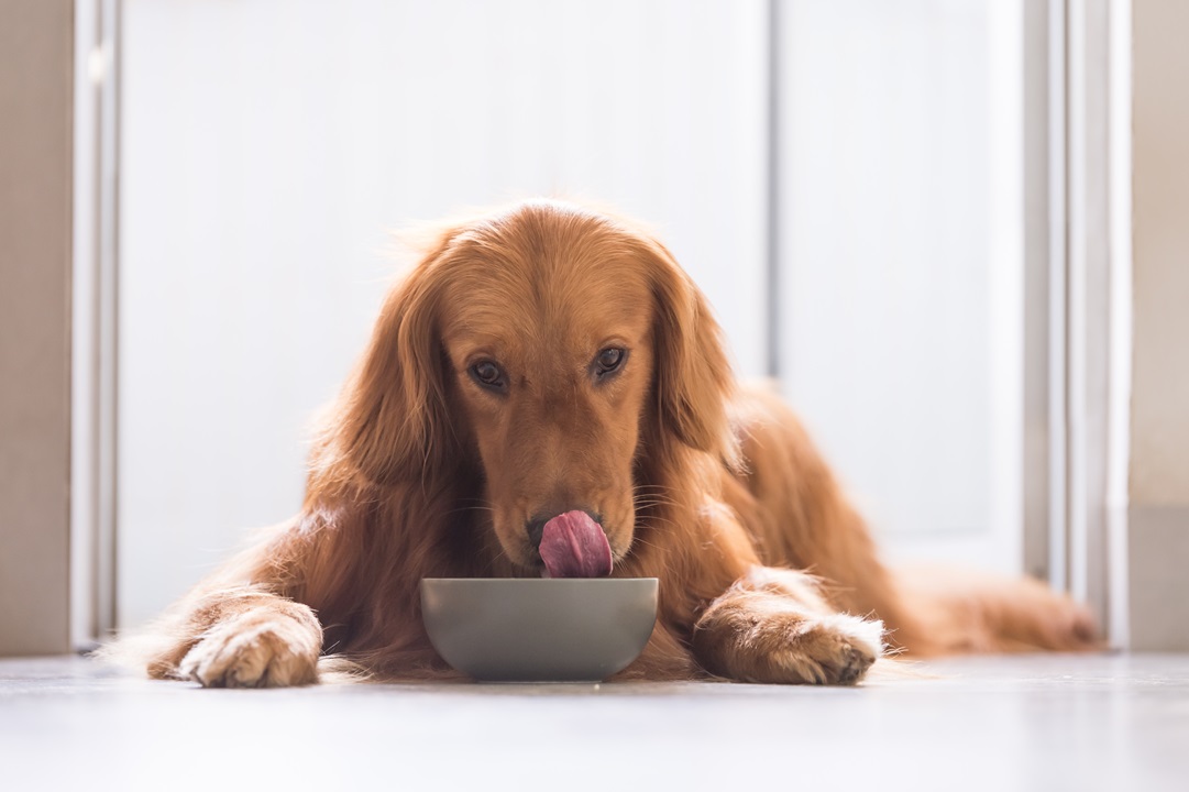 Consider these pet care options when planning your next trip so you can enjoy your time away, knowing your pet is in good hands. 

Pet Care Options for Your Vacations: ow.ly/hWo850SXBAK