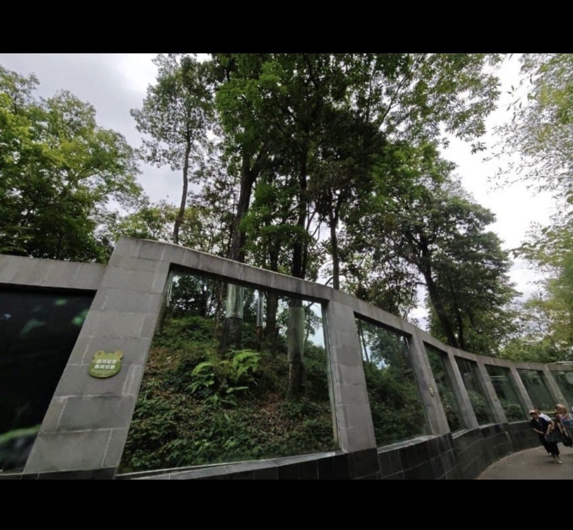 crusader20200's tweet photo. 푸바오의안전을지켜주세요 
#Save_Fubao 푸바오
우리푸도이런거해주라고입장료올리고
#Protect_Our_Treasure
관람객도더가까이푸볼수있잖아멍충이들아 https://t.co/icYWnCiaIq