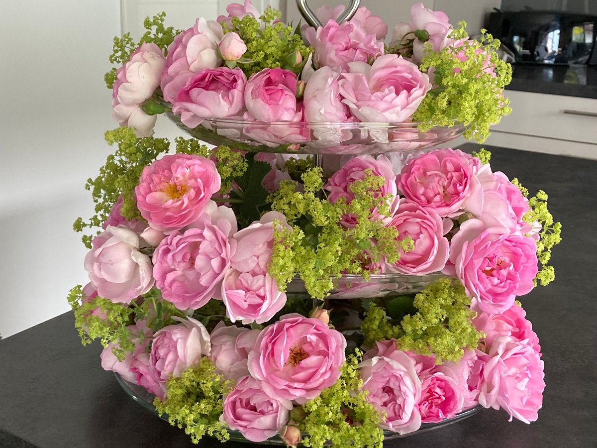 Happy  #RoseWednesday one and all