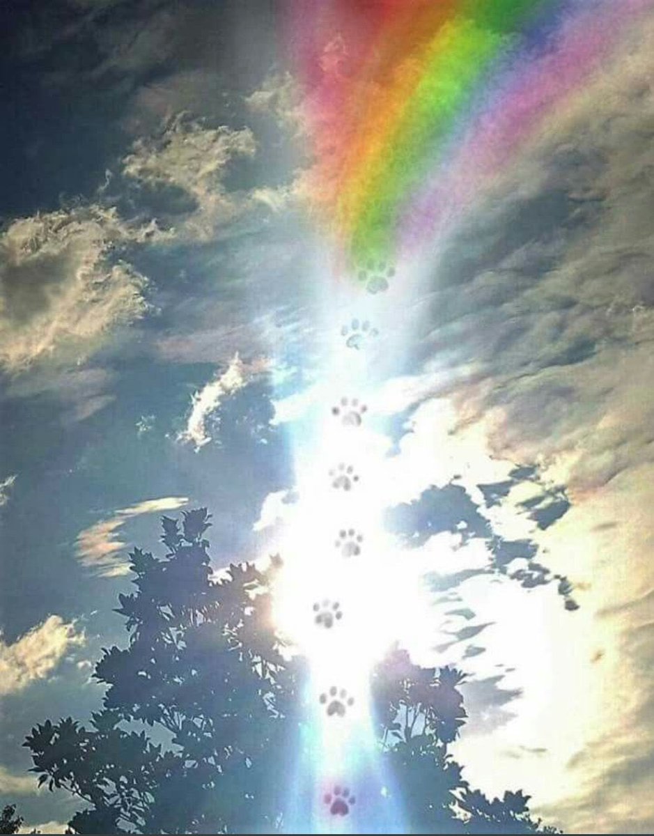 syd_akaYog's tweet photo. @BeetleBMD Oh I cannot 😭 my dearest furiend words can’t even begin process Bettle yous was an absolute legend big hugs to yous mum and dad and Bailey Run Free my furiend 💙🐶 https://t.co/WU2GOmEW1s