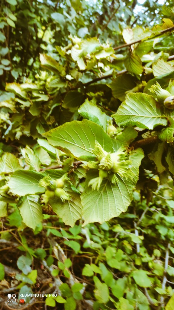 Dalında taze aganigi ..